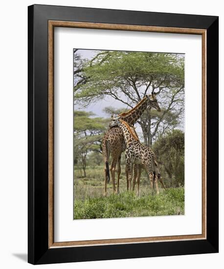 Masai Giraffe Mother and Young, Serengeti National Park, Tanzania, Africa-James Hager-Framed Photographic Print