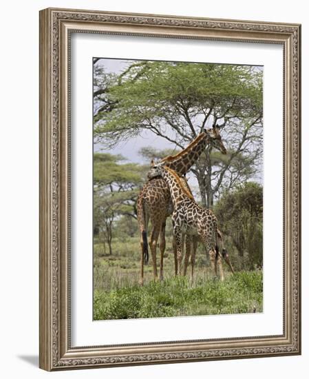 Masai Giraffe Mother and Young, Serengeti National Park, Tanzania, Africa-James Hager-Framed Photographic Print