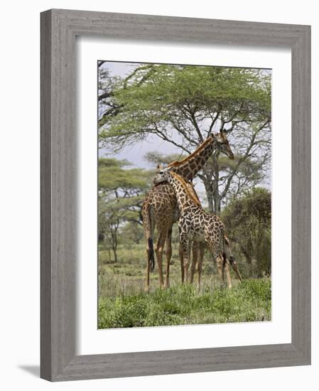 Masai Giraffe Mother and Young, Serengeti National Park, Tanzania, Africa-James Hager-Framed Photographic Print