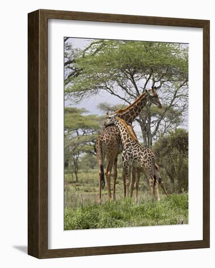 Masai Giraffe Mother and Young, Serengeti National Park, Tanzania, Africa-James Hager-Framed Photographic Print