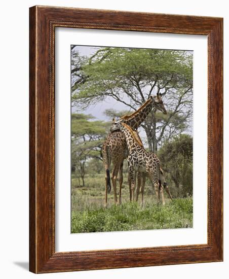 Masai Giraffe Mother and Young, Serengeti National Park, Tanzania, Africa-James Hager-Framed Photographic Print