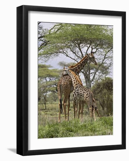 Masai Giraffe Mother and Young, Serengeti National Park, Tanzania, Africa-James Hager-Framed Photographic Print
