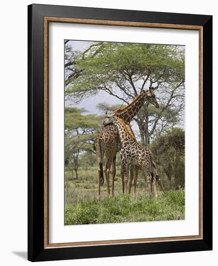 Masai Giraffe Mother and Young, Serengeti National Park, Tanzania, Africa-James Hager-Framed Photographic Print