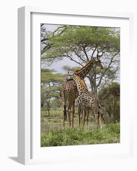 Masai Giraffe Mother and Young, Serengeti National Park, Tanzania, Africa-James Hager-Framed Photographic Print