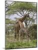 Masai Giraffe Mother and Young, Serengeti National Park, Tanzania, Africa-James Hager-Mounted Photographic Print