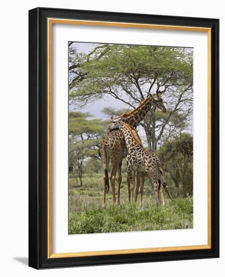 Masai Giraffe Mother and Young, Serengeti National Park, Tanzania, Africa-James Hager-Framed Photographic Print