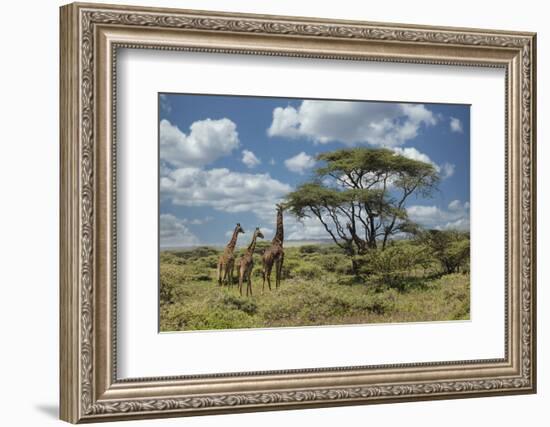 Masai giraffe, Ngorongoro Conservation Area, World Heritage Site, Tanzania, Africa-Adam Jones-Framed Photographic Print