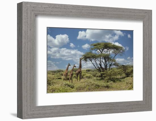 Masai giraffe, Ngorongoro Conservation Area, World Heritage Site, Tanzania, Africa-Adam Jones-Framed Photographic Print