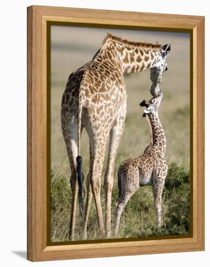 Masai Giraffe with its Calf, Masai Mara National Reserve, Kenya-null-Framed Premier Image Canvas