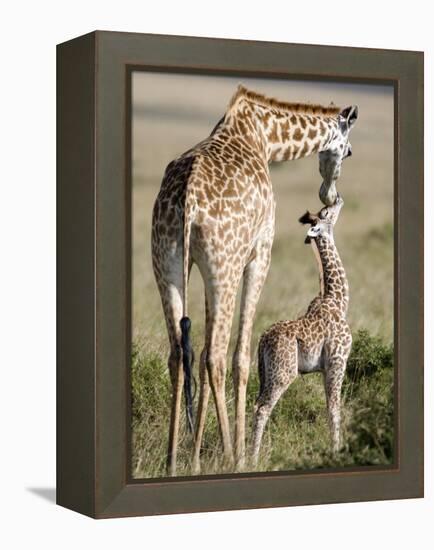 Masai Giraffe with its Calf, Masai Mara National Reserve, Kenya-null-Framed Premier Image Canvas