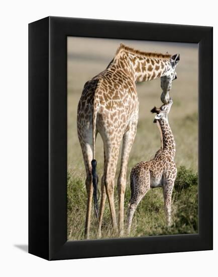 Masai Giraffe with its Calf, Masai Mara National Reserve, Kenya-null-Framed Premier Image Canvas