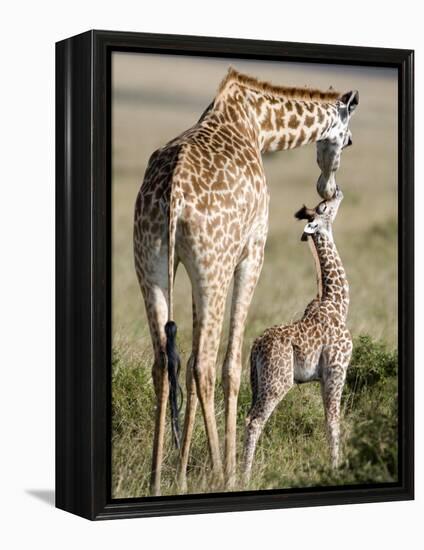 Masai Giraffe with its Calf, Masai Mara National Reserve, Kenya-null-Framed Premier Image Canvas