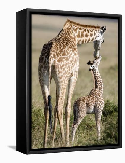 Masai Giraffe with its Calf, Masai Mara National Reserve, Kenya-null-Framed Premier Image Canvas