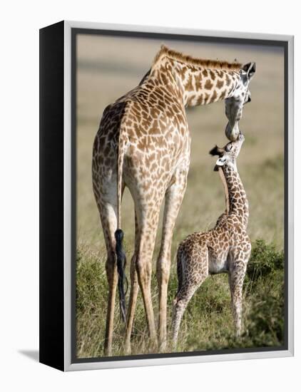 Masai Giraffe with its Calf, Masai Mara National Reserve, Kenya-null-Framed Premier Image Canvas