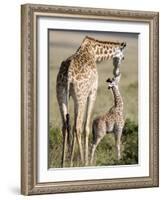 Masai Giraffe with its Calf, Masai Mara National Reserve, Kenya-null-Framed Photographic Print
