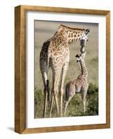 Masai Giraffe with its Calf, Masai Mara National Reserve, Kenya-null-Framed Photographic Print