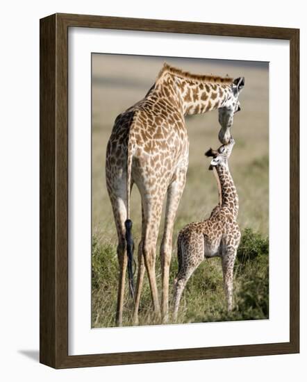 Masai Giraffe with its Calf, Masai Mara National Reserve, Kenya-null-Framed Photographic Print