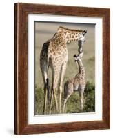 Masai Giraffe with its Calf, Masai Mara National Reserve, Kenya-null-Framed Photographic Print
