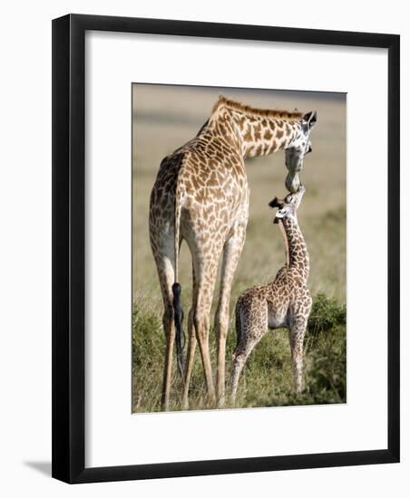 Masai Giraffe with its Calf, Masai Mara National Reserve, Kenya-null-Framed Photographic Print