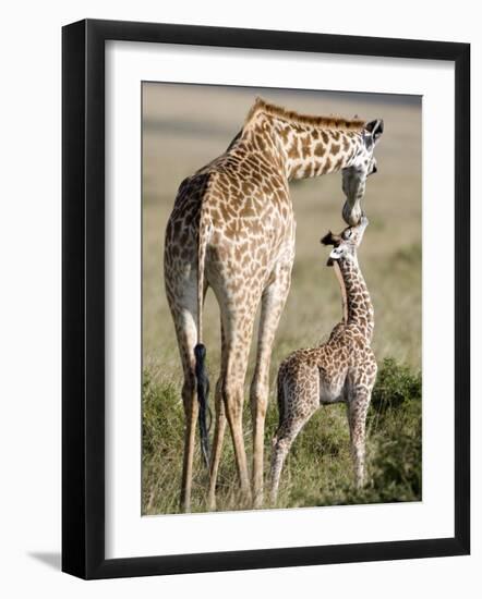 Masai Giraffe with its Calf, Masai Mara National Reserve, Kenya-null-Framed Photographic Print