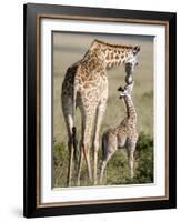 Masai Giraffe with its Calf, Masai Mara National Reserve, Kenya-null-Framed Photographic Print