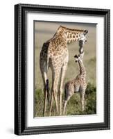 Masai Giraffe with its Calf, Masai Mara National Reserve, Kenya-null-Framed Photographic Print