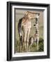 Masai Giraffe with its Calf, Masai Mara National Reserve, Kenya-null-Framed Photographic Print