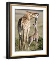 Masai Giraffe with its Calf, Masai Mara National Reserve, Kenya-null-Framed Photographic Print