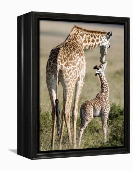 Masai Giraffe with its Calf, Masai Mara National Reserve, Kenya-null-Framed Premier Image Canvas