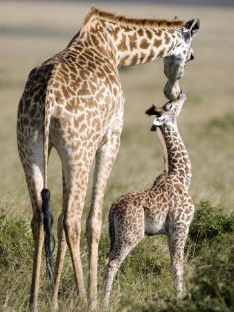 Masai Giraffe with its Calf, Masai Mara National Reserve ...