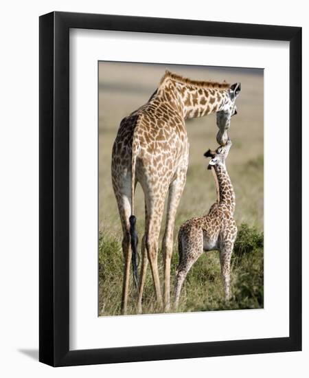 Masai Giraffe with its Calf, Masai Mara National Reserve, Kenya-null-Framed Photographic Print