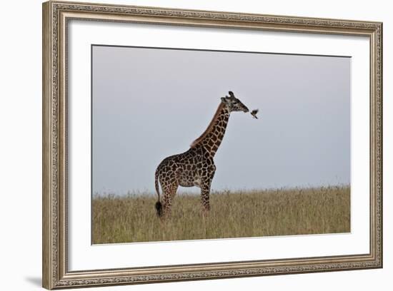 Masai Giraffe-James Hager-Framed Photographic Print