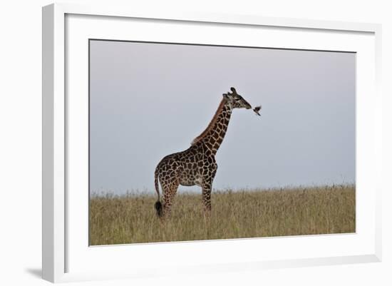 Masai Giraffe-James Hager-Framed Photographic Print