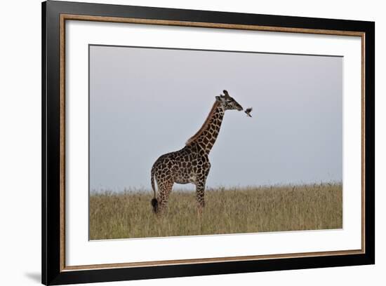 Masai Giraffe-James Hager-Framed Photographic Print