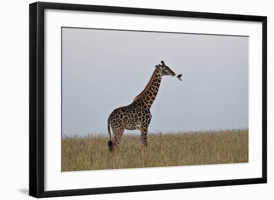 Masai Giraffe-James Hager-Framed Photographic Print