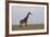 Masai Giraffe-James Hager-Framed Photographic Print