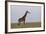 Masai Giraffe-James Hager-Framed Photographic Print