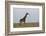 Masai Giraffe-James Hager-Framed Photographic Print