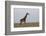 Masai Giraffe-James Hager-Framed Photographic Print