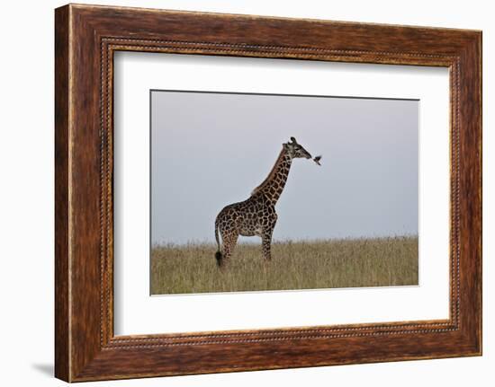 Masai Giraffe-James Hager-Framed Photographic Print