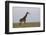 Masai Giraffe-James Hager-Framed Photographic Print