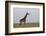 Masai Giraffe-James Hager-Framed Photographic Print