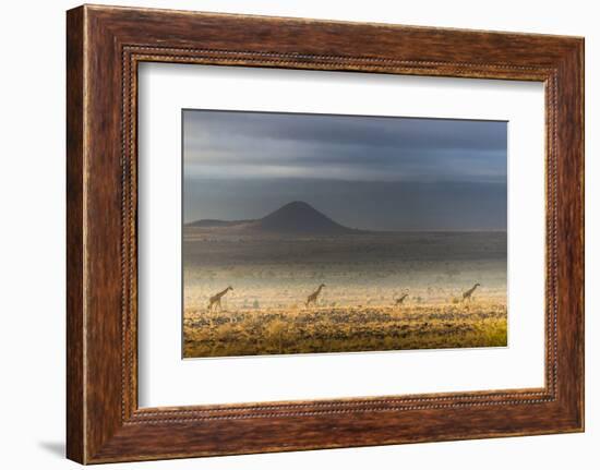 Masai giraffes, Amboseli National Park, Kenya-Art Wolfe-Framed Photographic Print