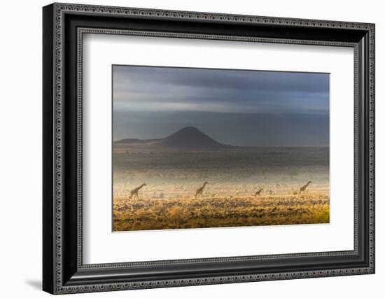 Masai giraffes, Amboseli National Park, Kenya-Art Wolfe-Framed Photographic Print