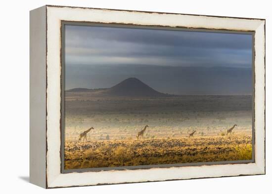 Masai giraffes, Amboseli National Park, Kenya-Art Wolfe-Framed Premier Image Canvas