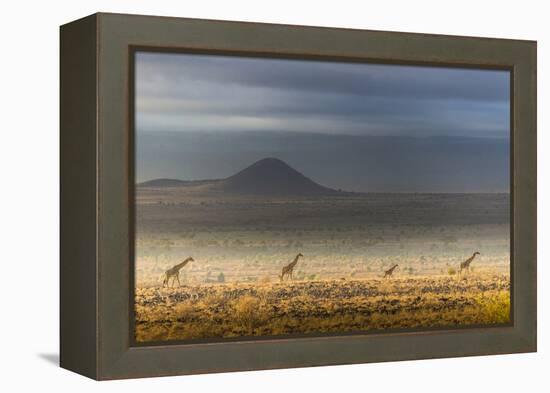 Masai giraffes, Amboseli National Park, Kenya-Art Wolfe-Framed Premier Image Canvas