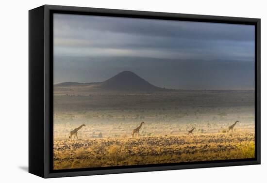 Masai giraffes, Amboseli National Park, Kenya-Art Wolfe-Framed Premier Image Canvas