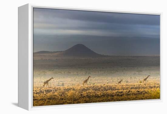 Masai giraffes, Amboseli National Park, Kenya-Art Wolfe-Framed Premier Image Canvas