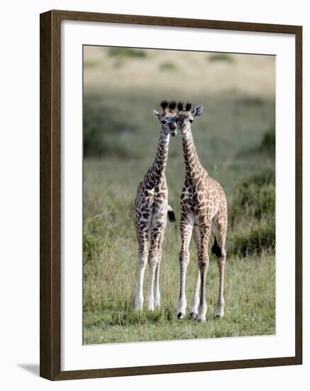Masai Giraffes in a Forest, Masai Mara National Reserve, Kenya-null-Framed Photographic Print