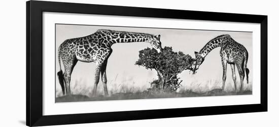 Masai Giraffes-Jean-Michel Labat-Framed Art Print